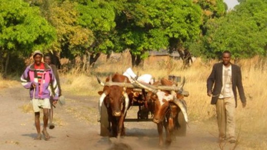 Zambian farmers learn to write their Shanjo language - BBC News