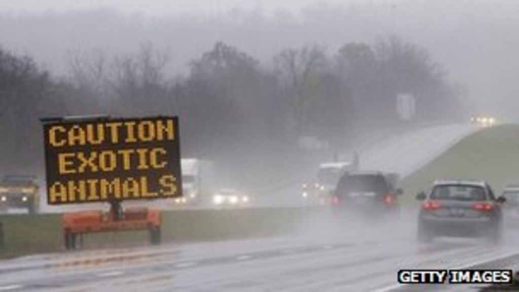 Zanesville police describe charging animals at Ohio zoo BBC News