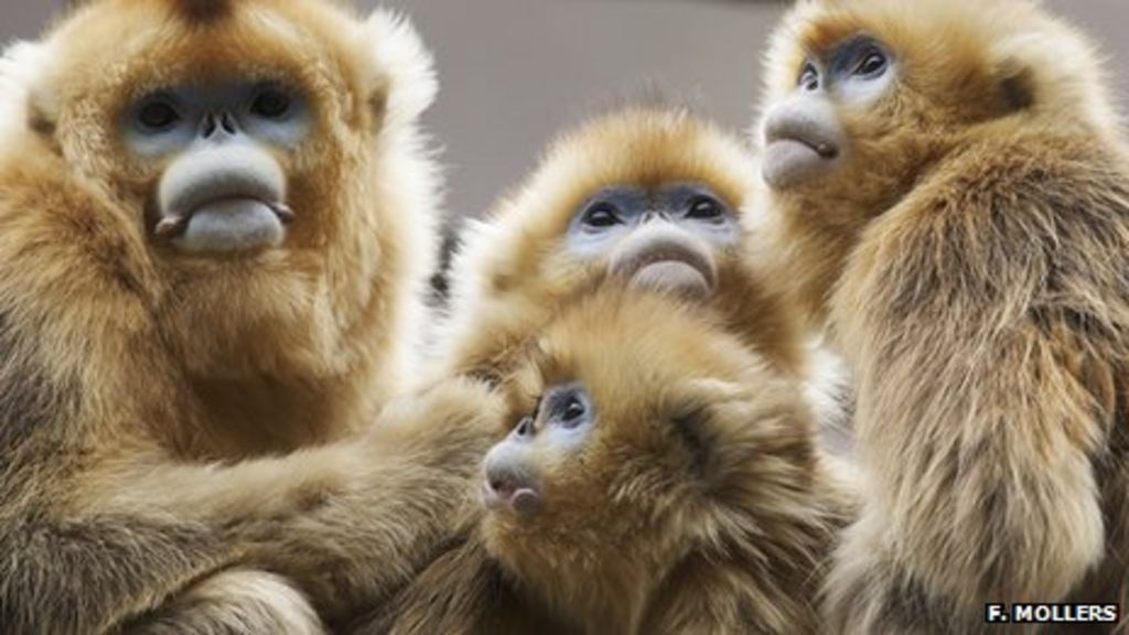 primates-leapt-to-social-living-bbc-news