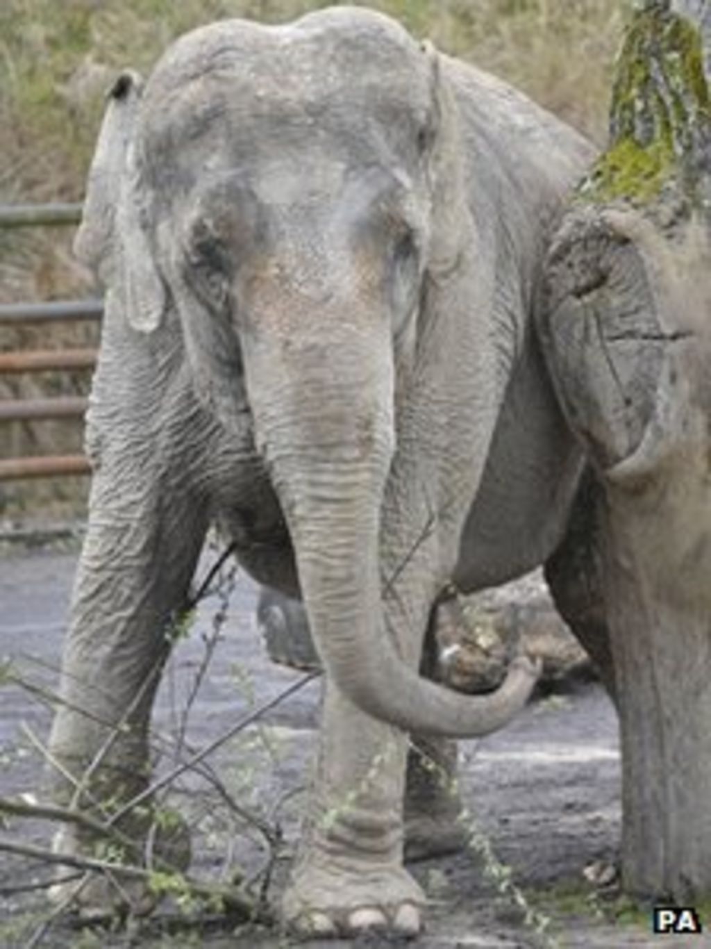 Elephant cruelty case: Bobby Roberts' Circus owners charged - BBC News