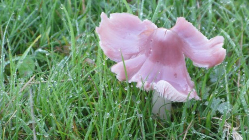 Unlocking the genetic secrets of the UK's fungi - BBC News