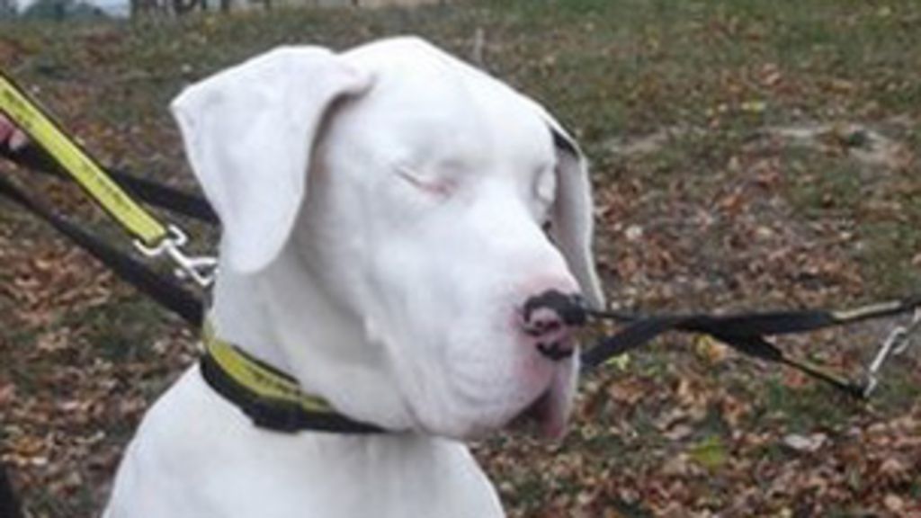 Blind Great Dane turns on her guide dog companion BBC News