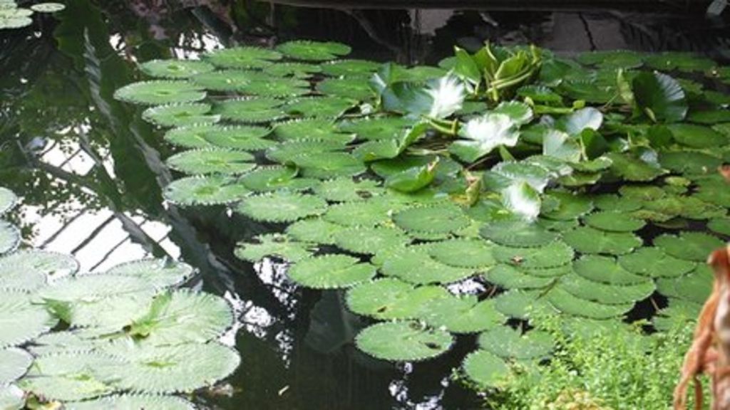 Stapeley Water Gardens to close after 45 years BBC News