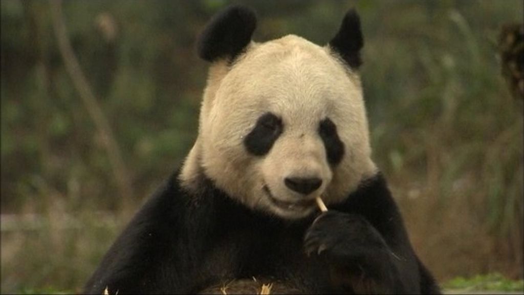 Edinburgh Zoo pandas: Just 'commercial deal' - BBC News