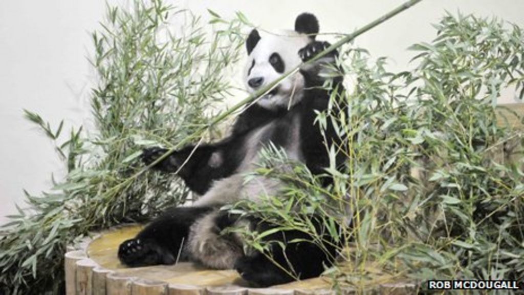 Pandas go on display to public at Edinburgh Zoo BBC News