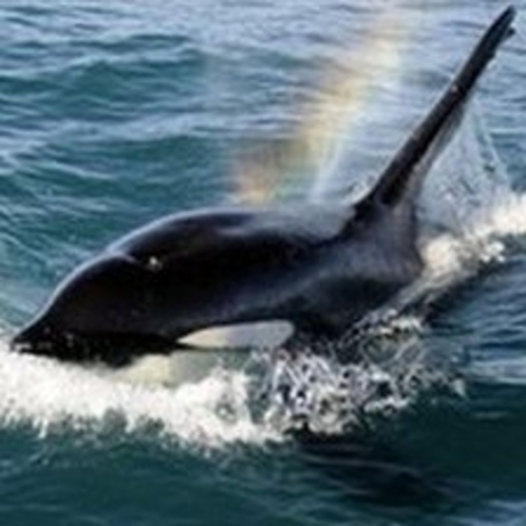 Killer whales seen off Cornwall coast - BBC News