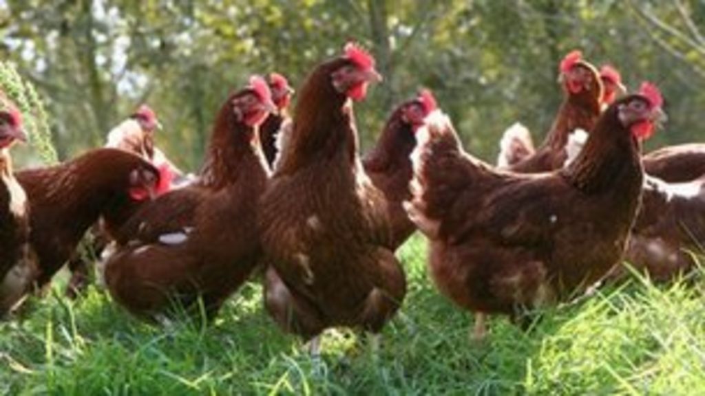 battery-hens-deserve-a-second-chance-bbc-news