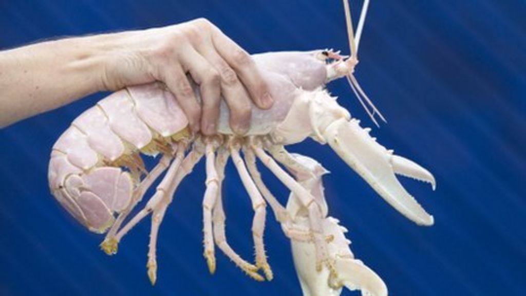 Dorset fishermen discover albino lobster BBC News