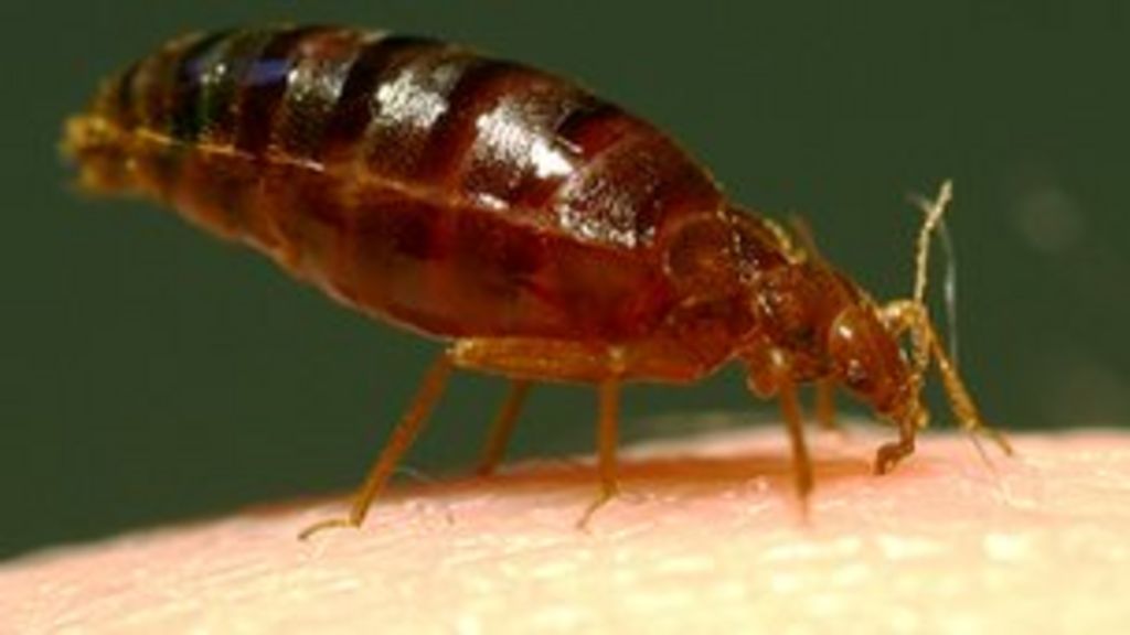 Hairy limbs keep bed bugs at bay - BBC News