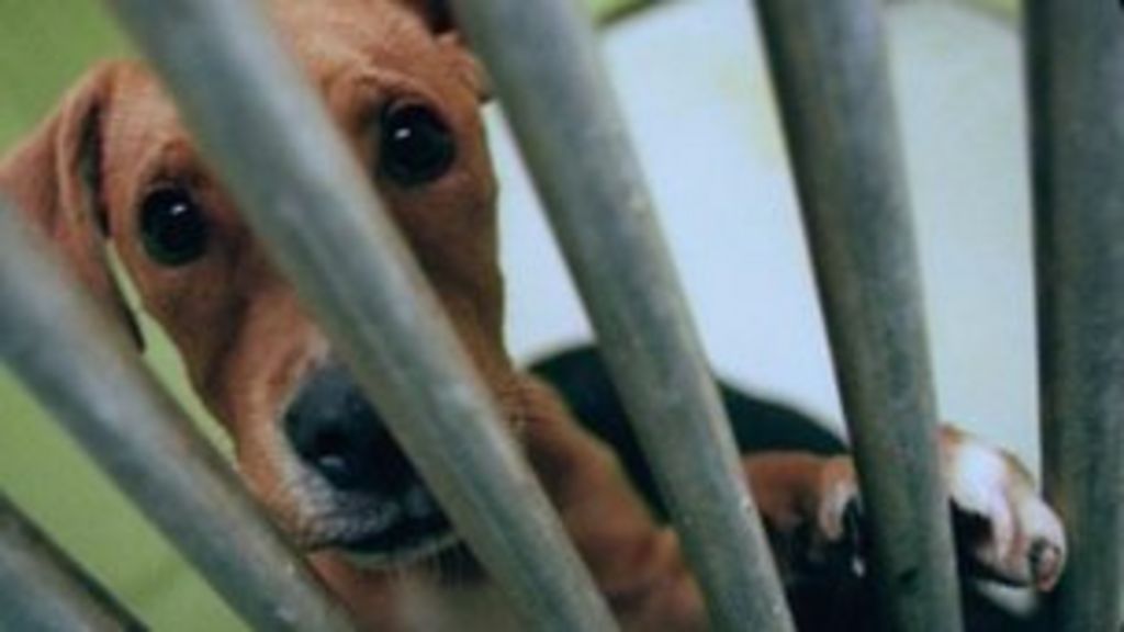 Downturn stretches animal rescue centres in Wales BBC News