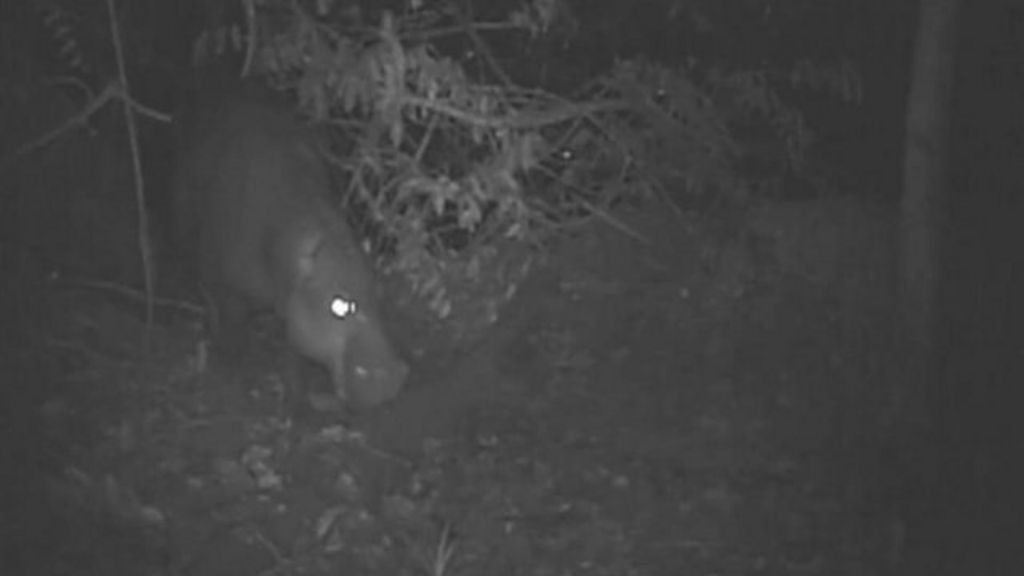 Pygmy hippo caught on camera in Liberia - BBC News