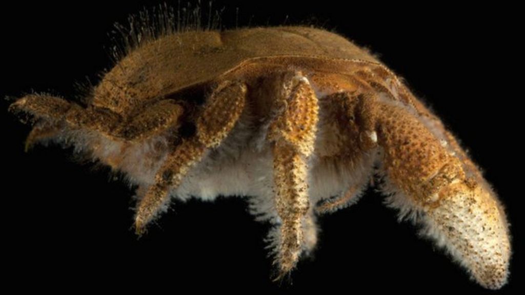 Deep-sea creatures at volcanic vent - BBC News