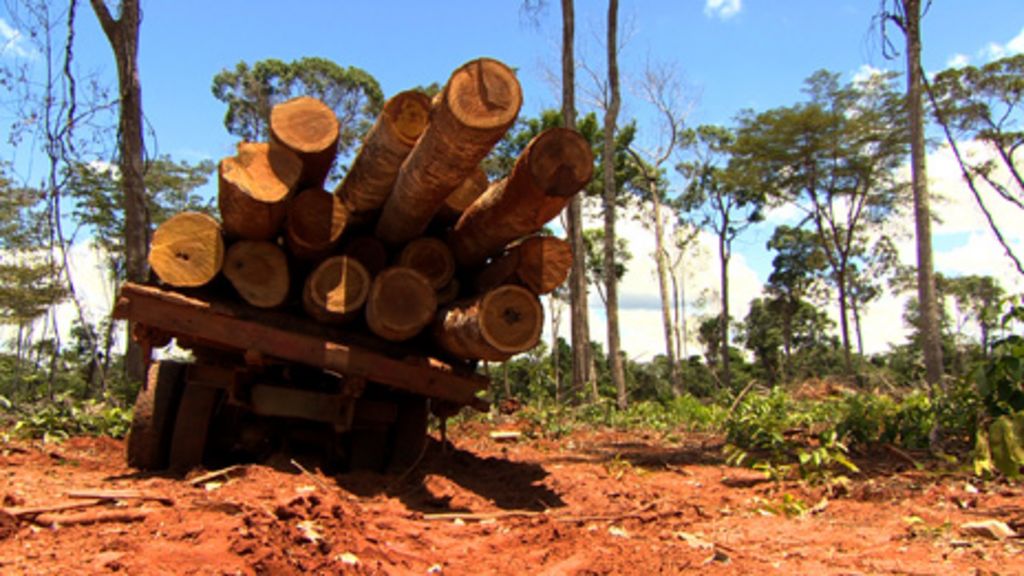 Saving The Amazon Winning The War On Deforestation Bbc News