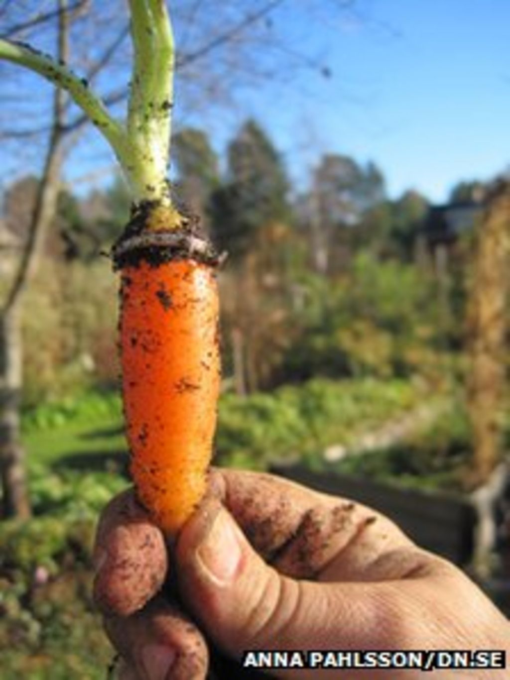 Sweden: Wedding ring &lsquo;found on carrot&rsquo; after 16 years - BBC News