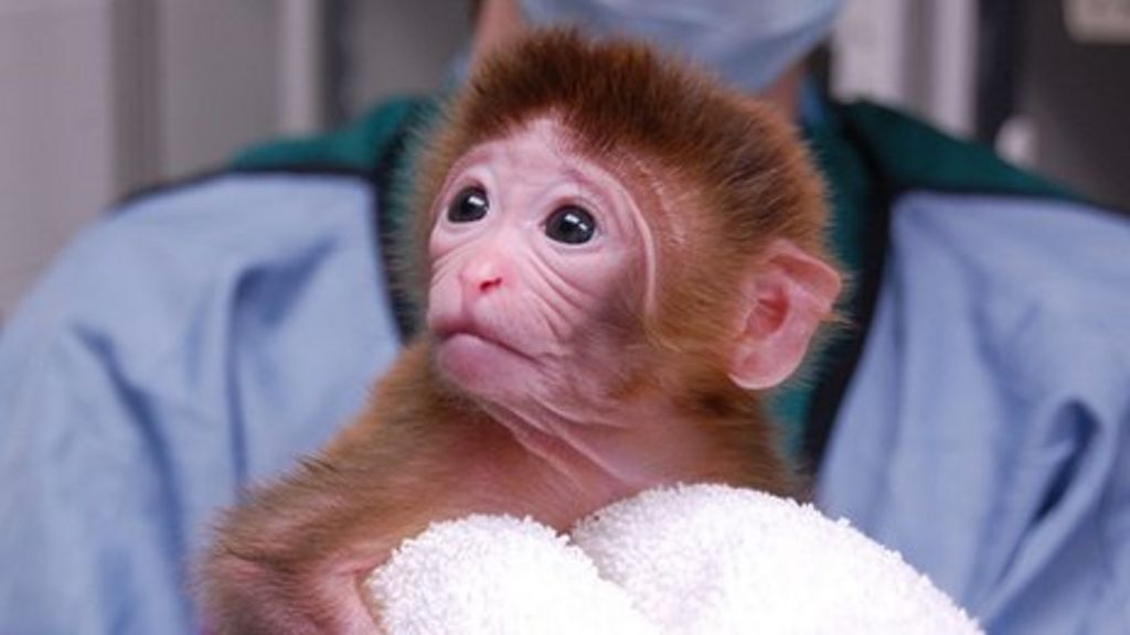 First 'mixed embryo' monkeys born - BBC News