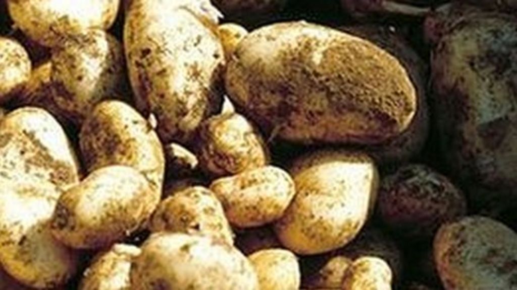 how to grow jersey royals