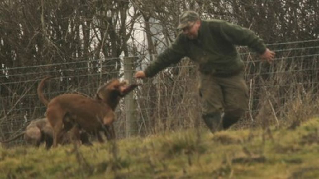 North Yorkshire badger killings: Four jailed - BBC News