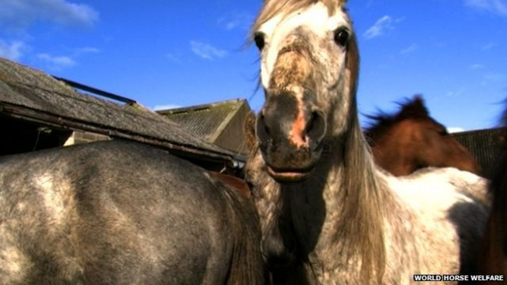 Community service for Aberdeenshire horse abuse woman BBC News