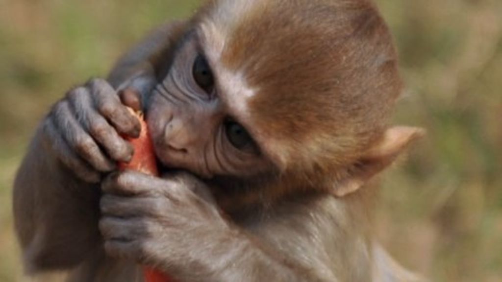 Primate pet ownership in England 'on rise' BBC News