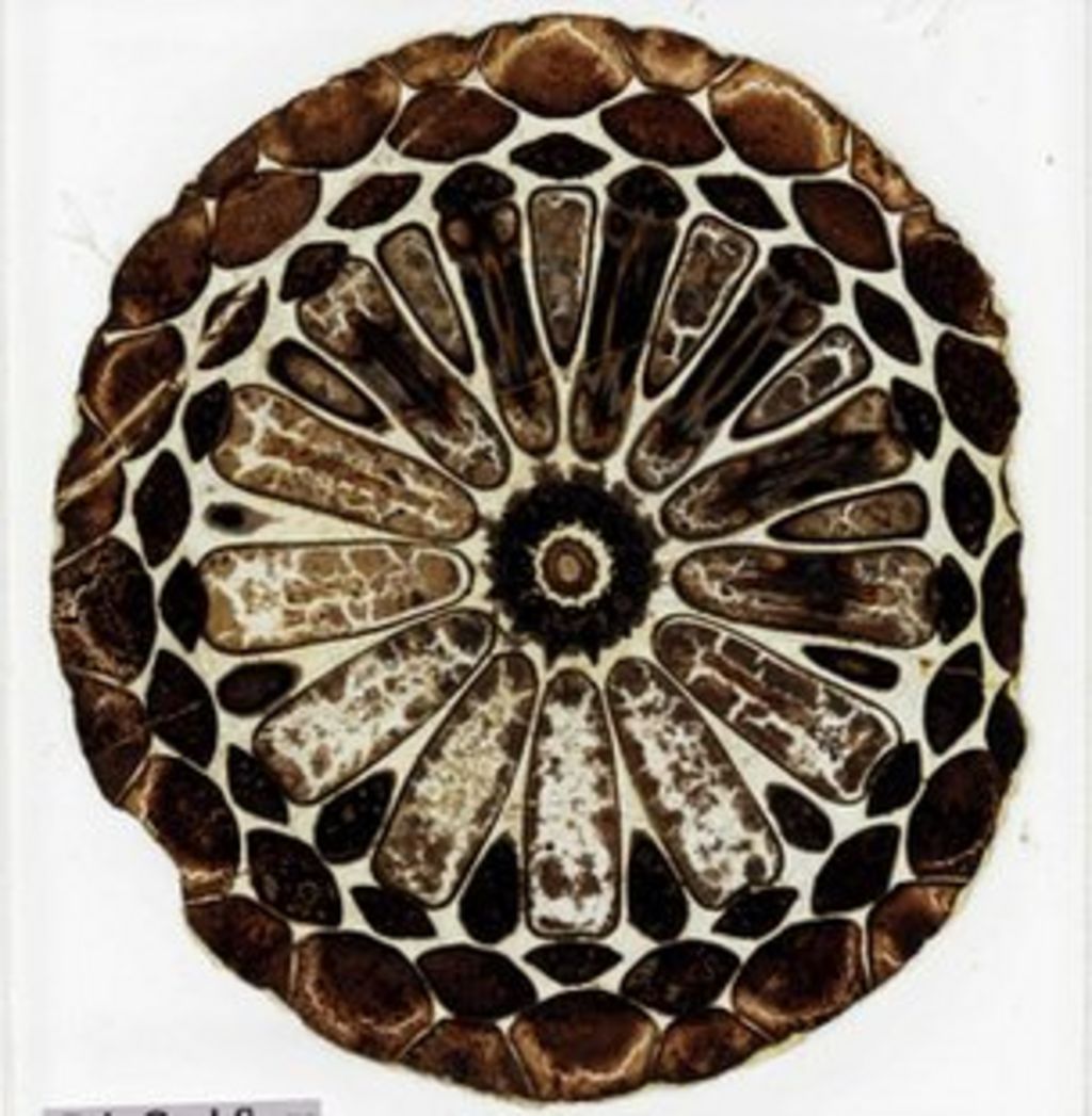 Lost Charles Darwin fossils rediscovered in BBC News