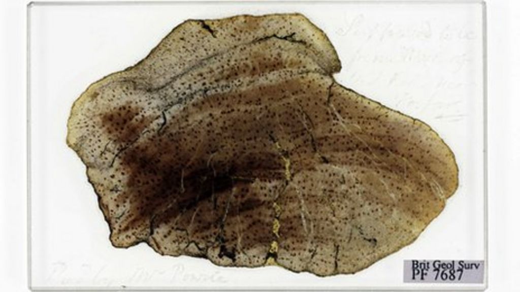 Lost Charles Darwin fossils rediscovered in BBC News