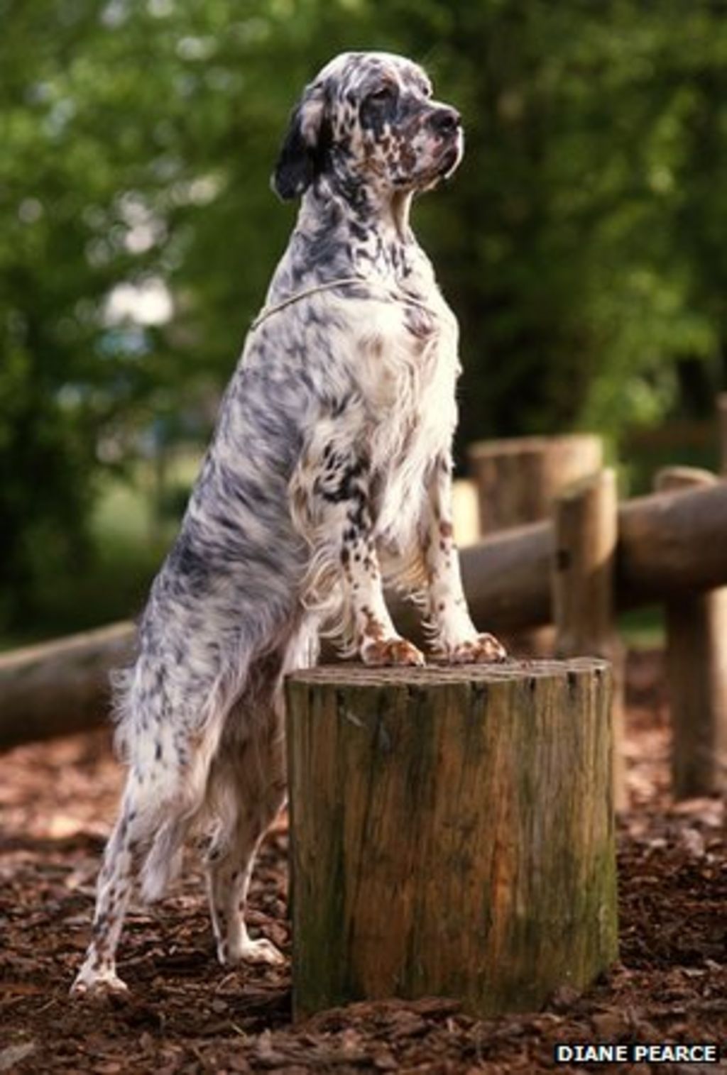 UK Native Dog Breeds At Risk Of Extinction BBC News