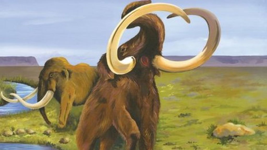 Study into Jersey Neanderthal mammoth hunters BBC News