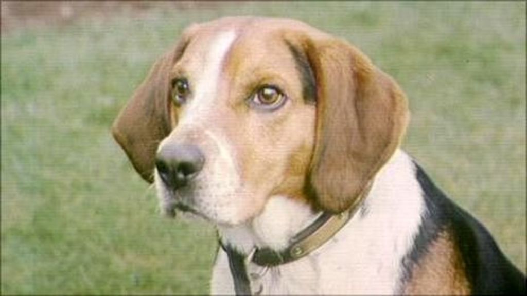 hull-beagle-breeding-plans-thrown-out-bbc-news