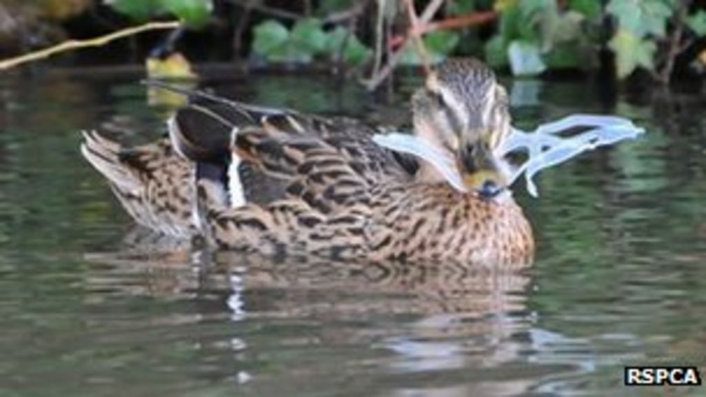Drake rescues duck in Worcester from plastic beer can holder BBC News