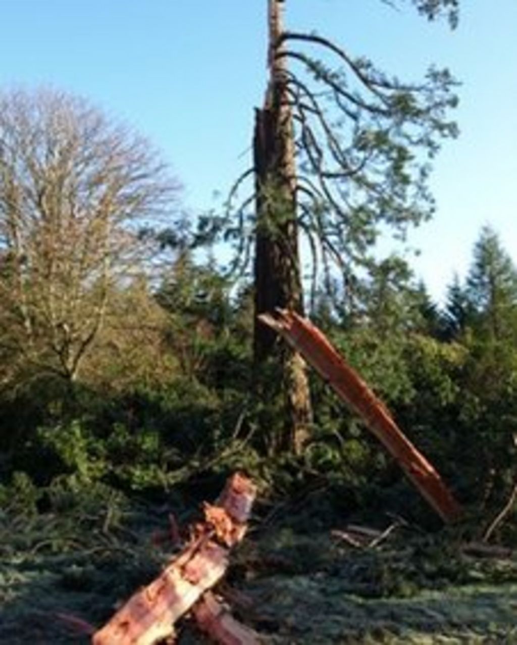 Giant Sheffield Park Tree Struck By Lightning Bbc News 