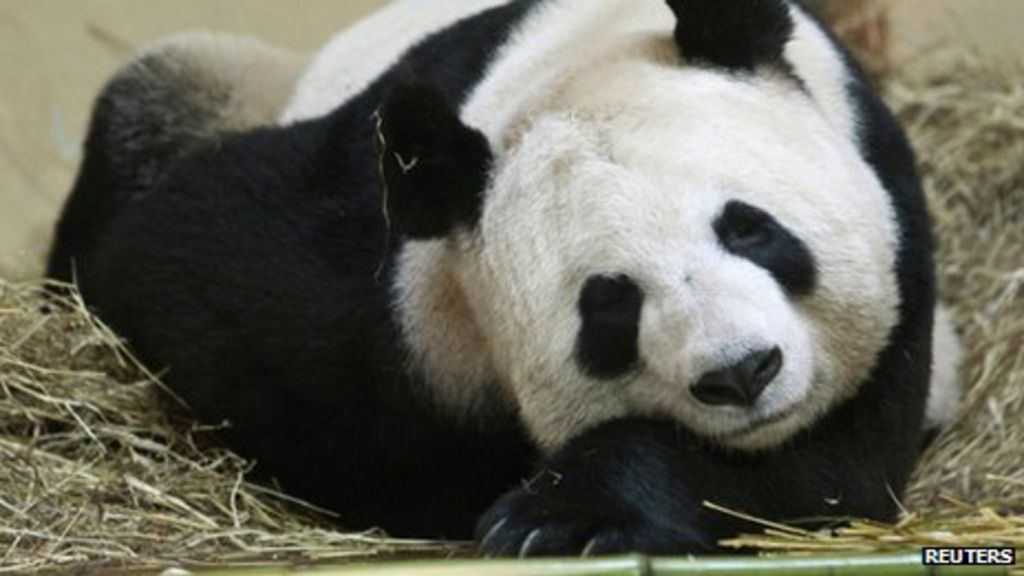 Both Edinburgh Zoo pandas out of public view due to colic - BBC News