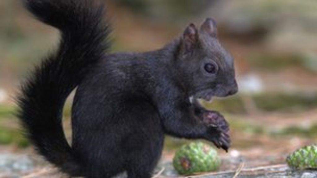 Anglia Ruskin Uni scientist to track black squirrels - BBC News