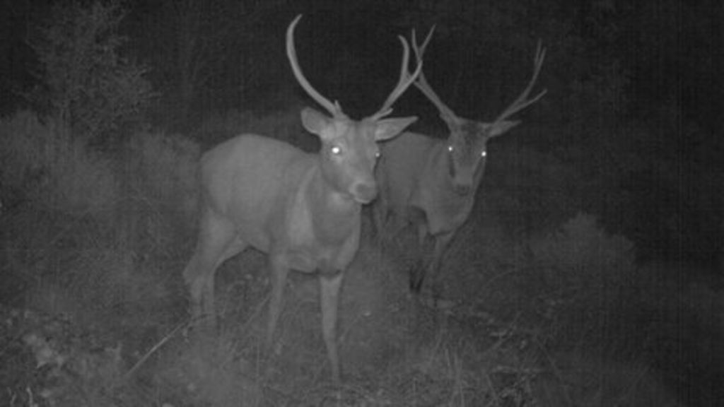 Deer nightvision cameras in Welsh forests as culling increases BBC News
