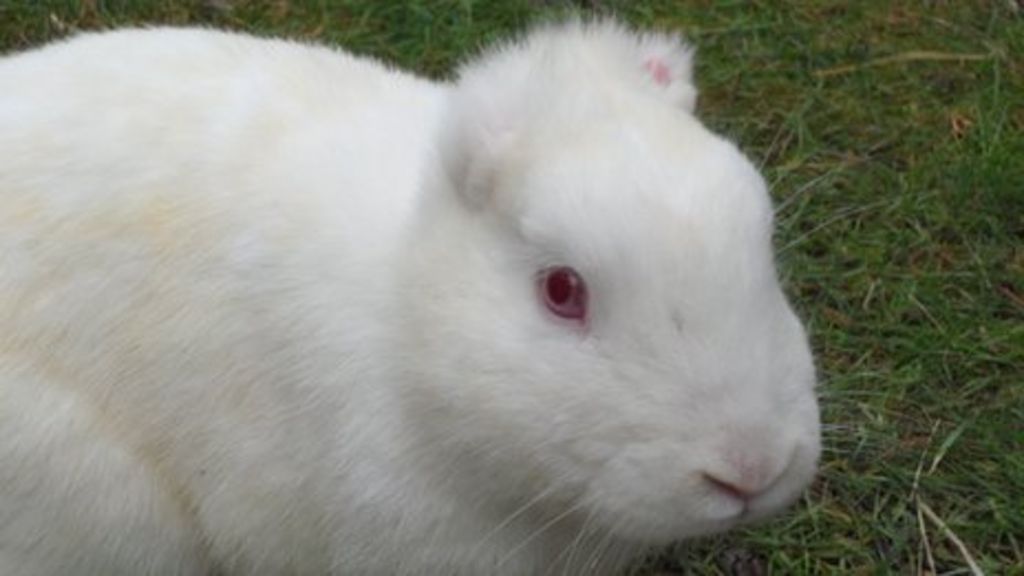 Pet rabbits in Kent discovered with ears chopped off BBC News