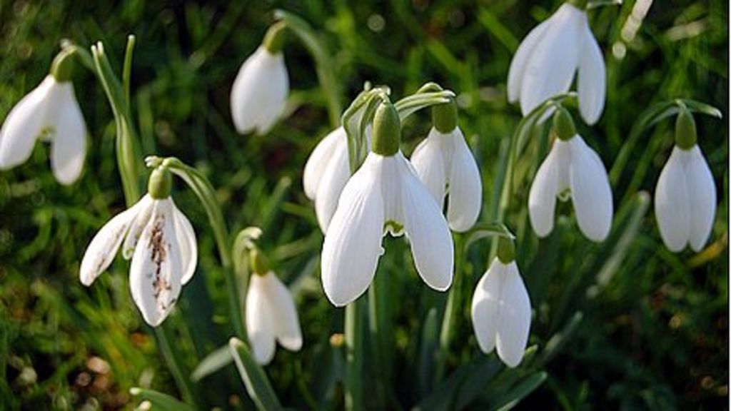 Snowdrops planted at National Trust's Lanhydrock in Cornwall - BBC News