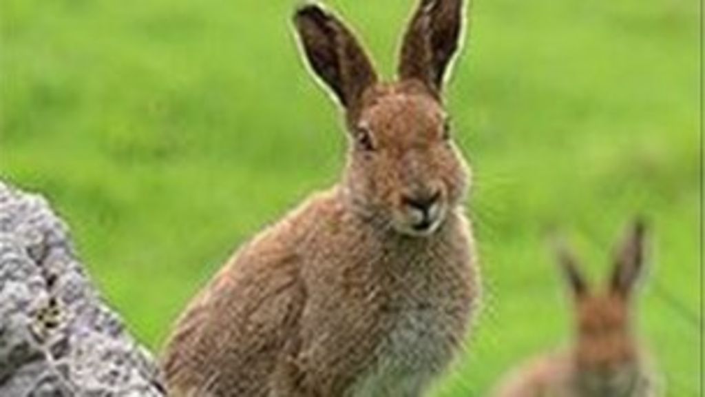 Study warns action needed to save Irish hare from extinction - BBC News
