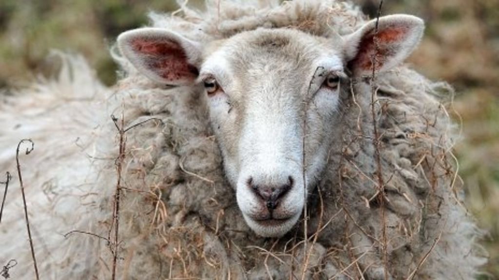 Sheep butchered at Watlington nature reserve - BBC News