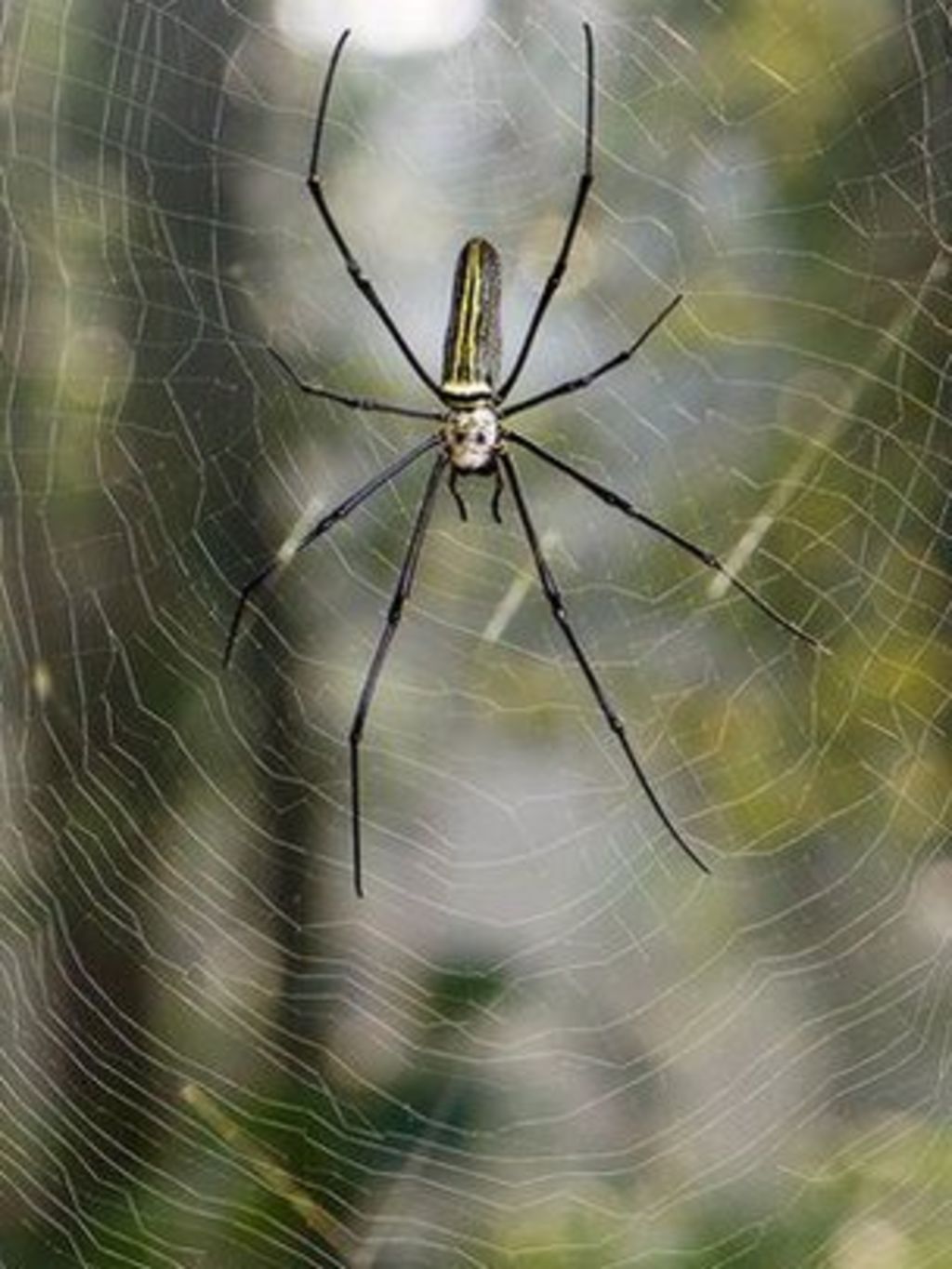 Spider silk spun into violin strings - BBC News