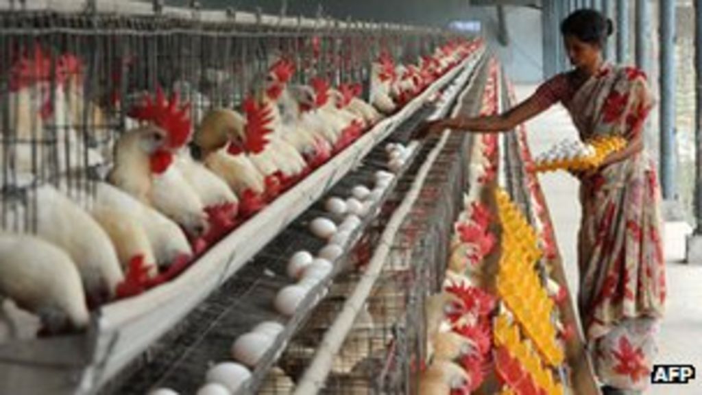 US Challenges India Poultry Import Ban At Trade Body BBC News