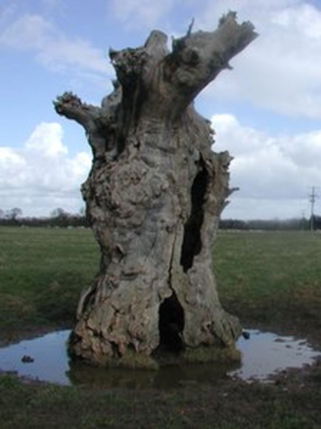 Ancient Oaks Need More Protection, Say Campaigners - BBC News