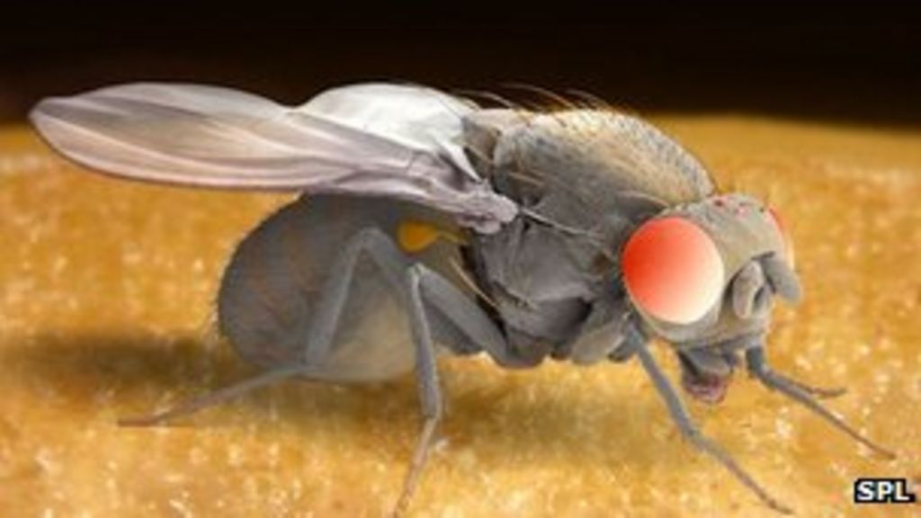 Sex Starved Fruit Flies Turn To Drink Bbc News 