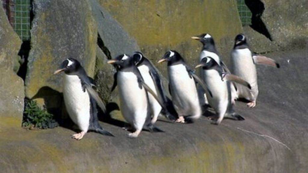 Penguins move to a new home in Edinburgh Zoo - BBC News