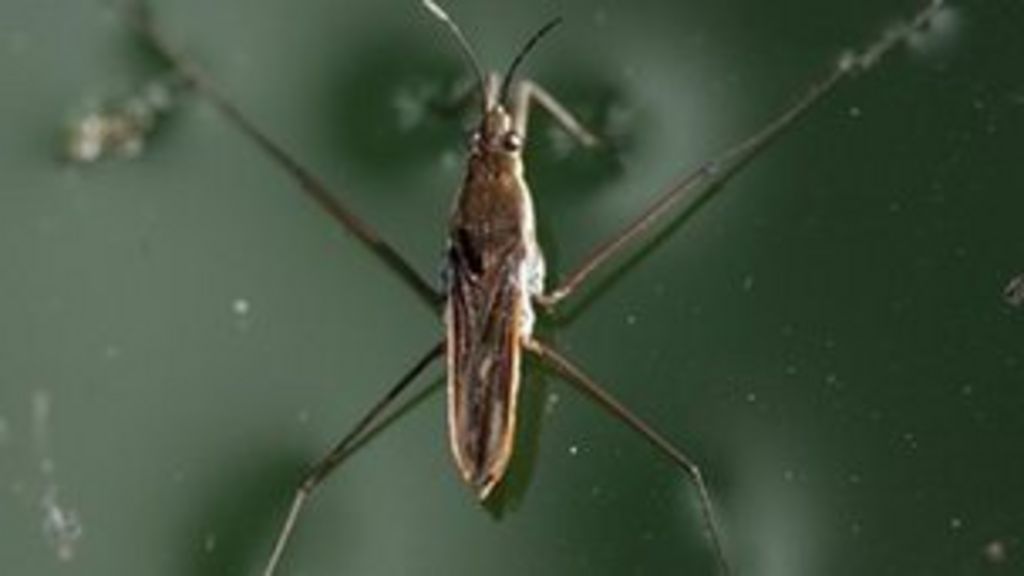 Pond skaters' feet inspire buoyant new material BBC News