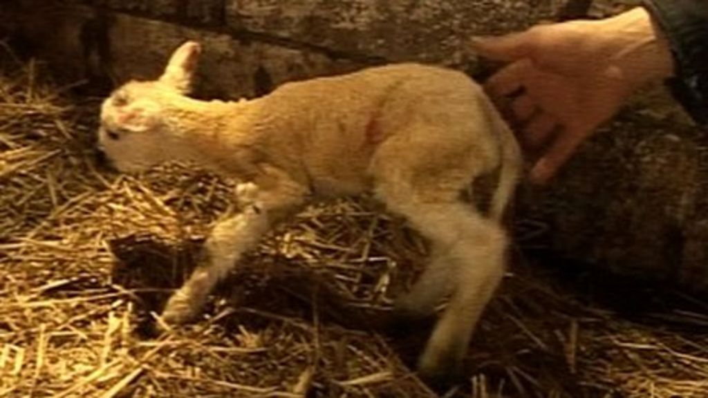 Schmallenberg virus fears add to pressures lambing - BBC News