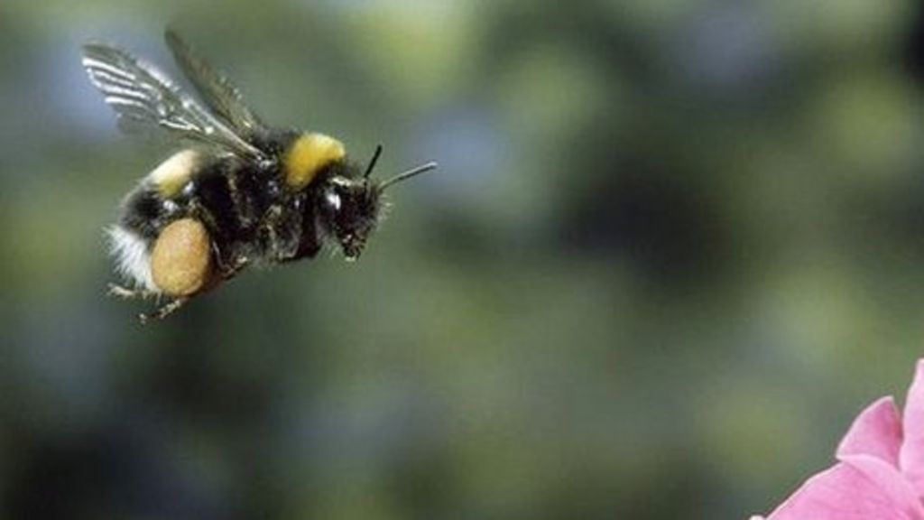Pesticides hit queen bee numbers BBC News