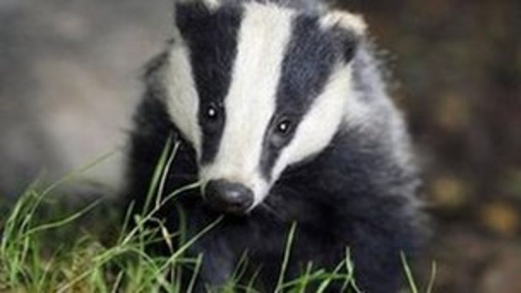 badger-baiting-accused-fail-to-have-bail-conditions-relaxed-bbc-news