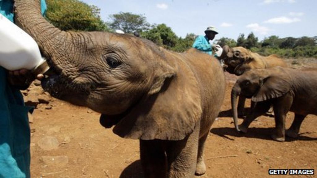 The illegal ivory trade threatening Africa's elephants BBC News