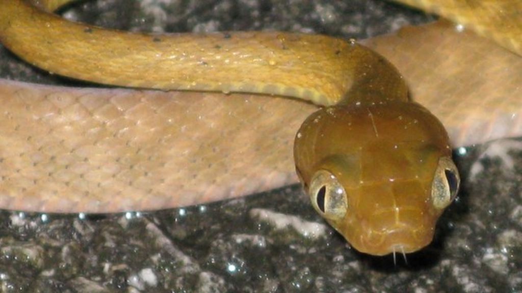Battling The Brown Tree Snake In Guam Bbc News