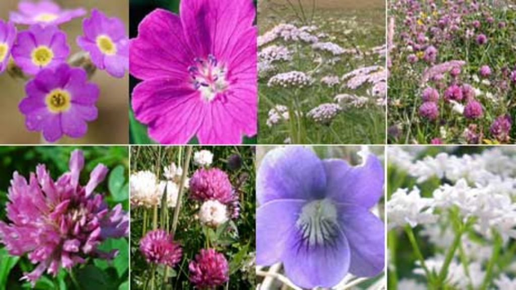 Quiz Scotland's wildflowers BBC News