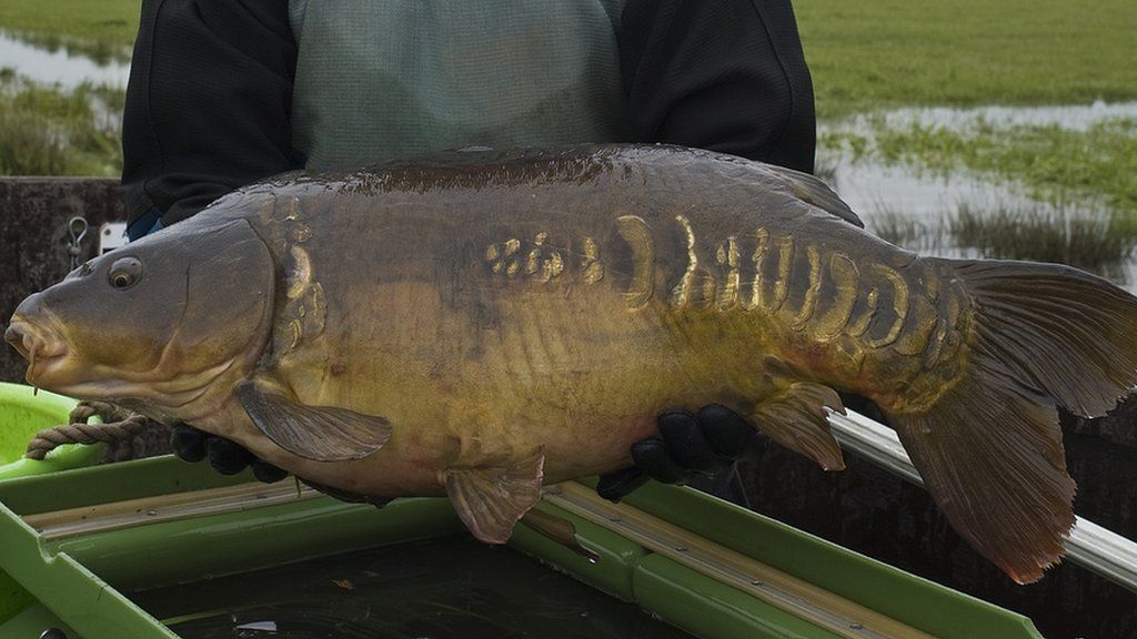 River Severn floodwater rescue saves some 230 fish - BBC News